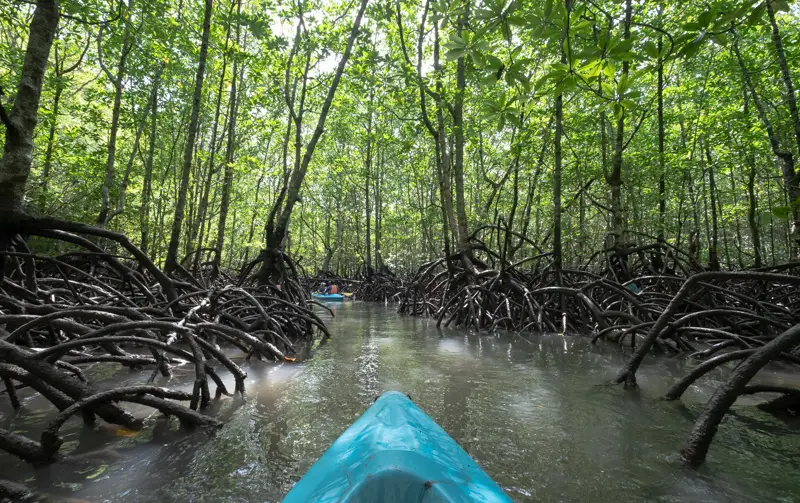 Mangrove boat tour in Langkawi